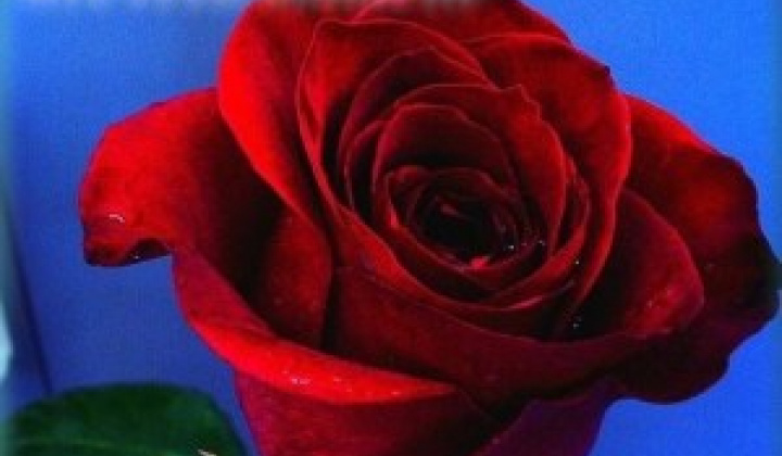 1. fotografia fotogalérie Deň matiek 2018 vo Víťaze - foto