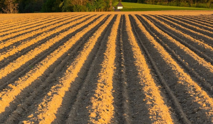 Fotka - Agrovit Branisko, s.r.o.- Záhumienky