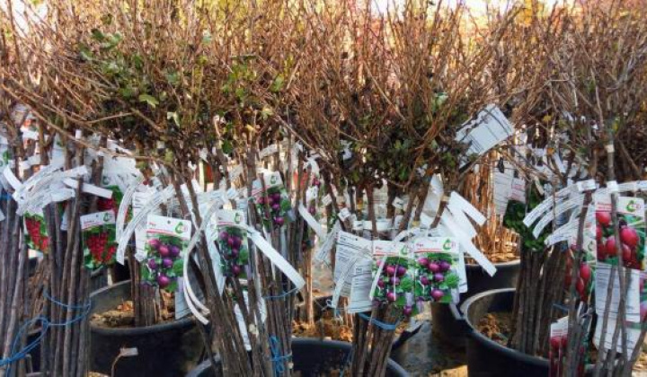 Fotka - Firma KOHAPLANT-predaj ovocných drevín -27.3.2026