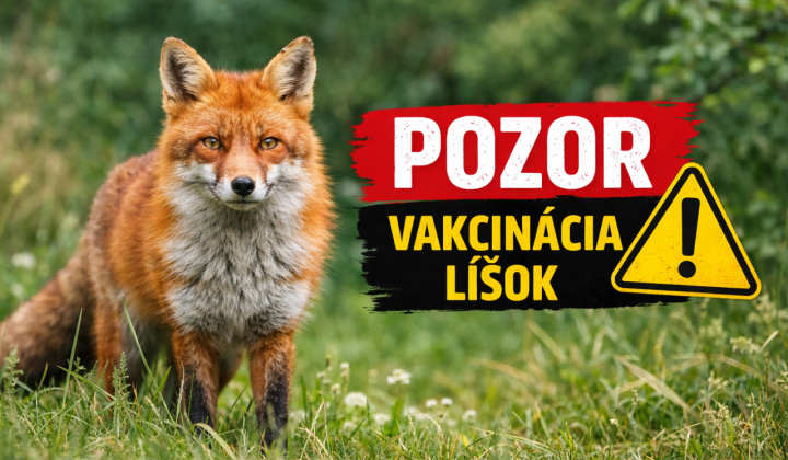 Fotka - Informácia o začatí jarnej kampane 2026 orálnej vakcinácie líšok proti besnote 